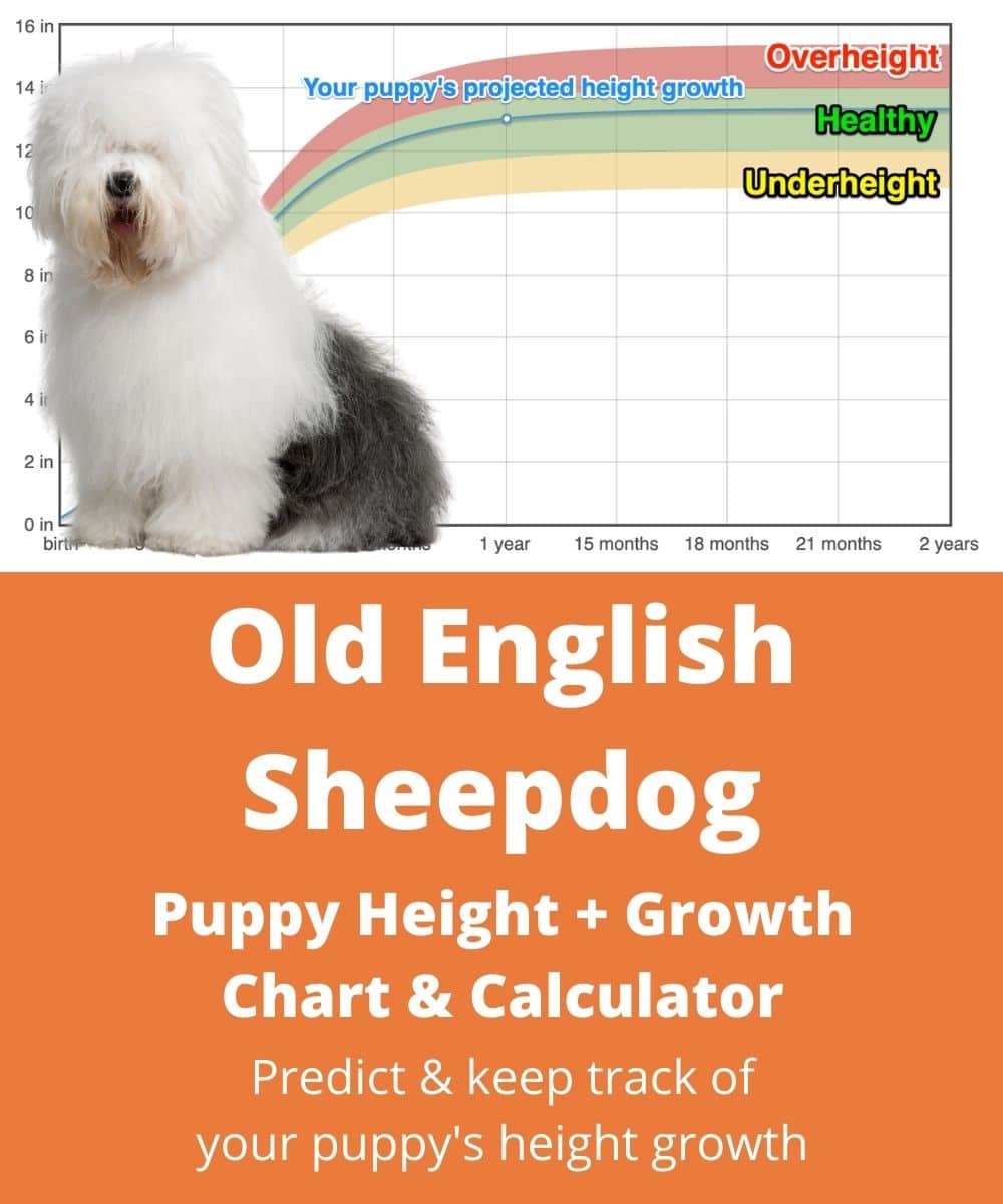 old-english-sheepdog Puppy height Growth Chart